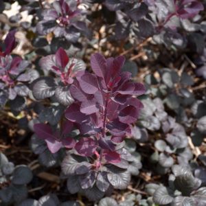 Smoketree Winecraft Black #3