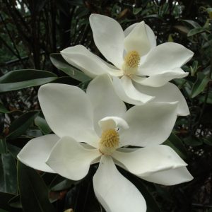 Magnolia Little Gem #7