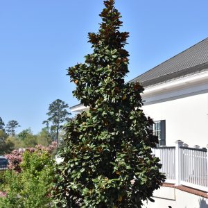 Magnolia Teddy Bear #7