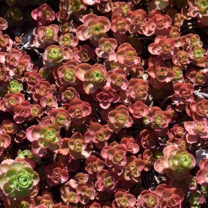 Sedum Dragon's Blood #1