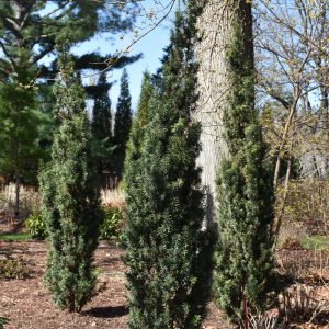 Yew Stonehenge Skinny #3