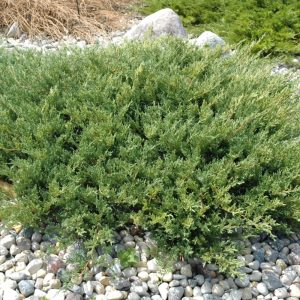 Juniper Compact Andorra #3
