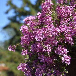 Angelonia Berry Sparkler QT