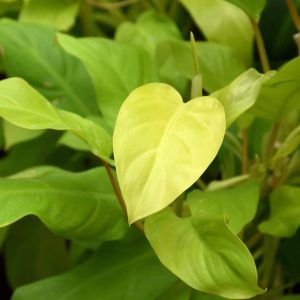 Philodendron Limon Lime 8"