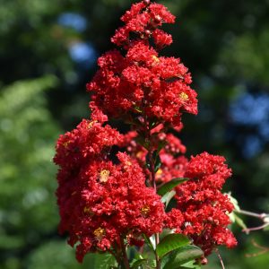 Crapemyrtle Red Rocket #3