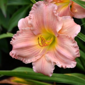 Daylily Jolyene Nichole #1