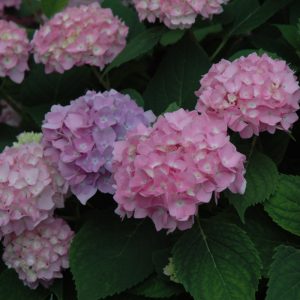 Hydrangea Endless Summer #3