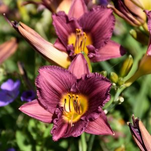 Daylily Purple D'Oro #1