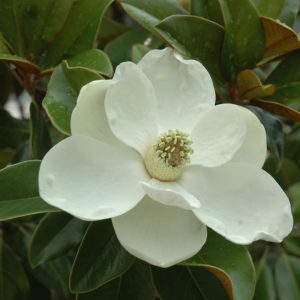 Magnolia Brown Beauty #15