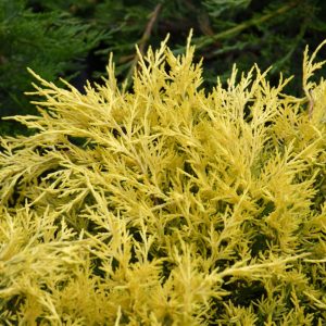 Juniper Sea of Gold #1