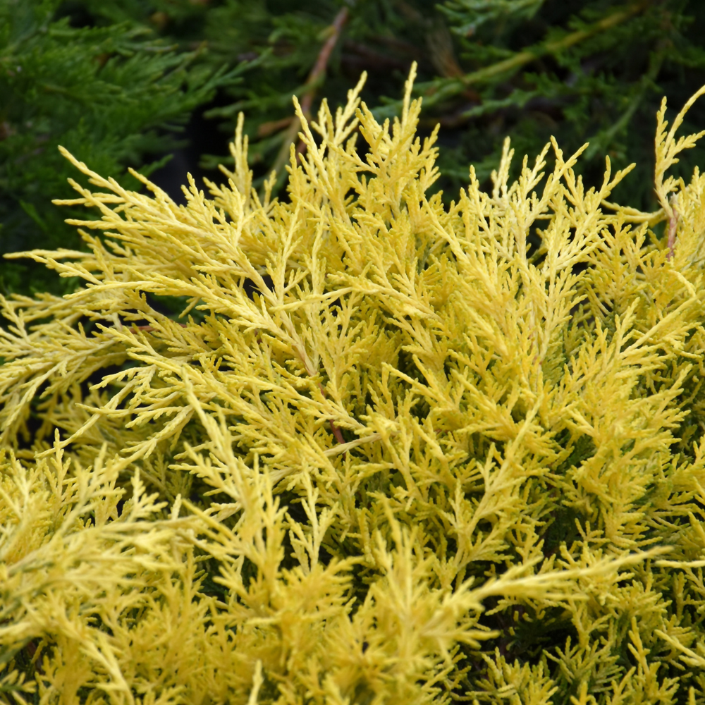 Juniper Sea of Gold #1