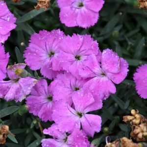 Dianthus Paint The Town Fucshia #1