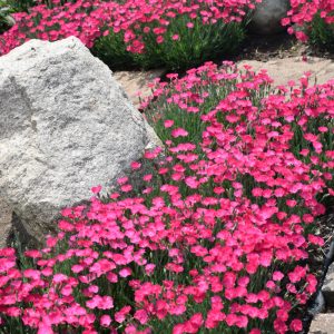 Dianthus Paint The Town Magenta #1