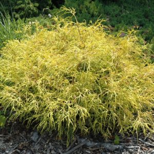 Cypress False Golden Charm #1