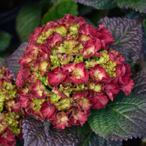 Hydrangea Cherry Go Round #2