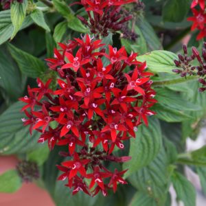 Pentas Dark Red #1