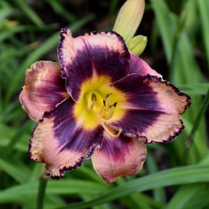Daylily Rock Solid #1