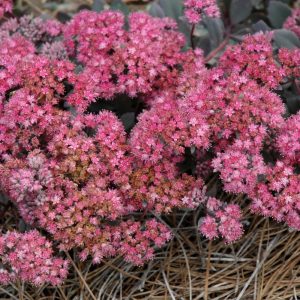 Sedum Sunsparkler Dazzleberry QT