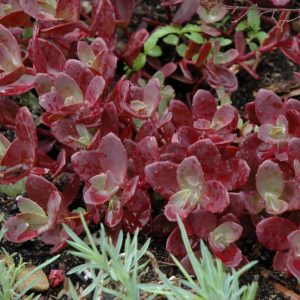 Sedum Sunsparkler Firecracker QT