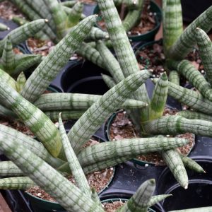 Sansevieria Bonji (X-small)