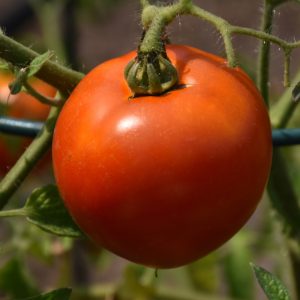 Tomato Better Boy #1