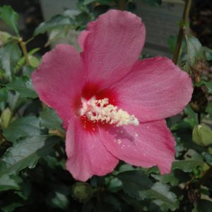 Althea Little Kim Red #3