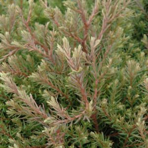 Cypress False Heatherbun #6