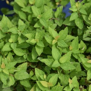 Spiraea Pineapple Poprocks #2