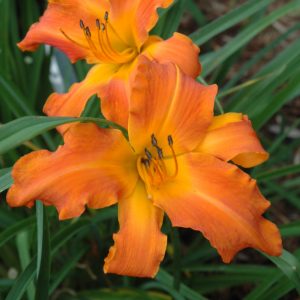Daylily Rainbow Rhythm Primal Scream 8"