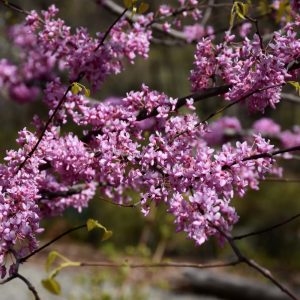 Redbud Gilded Hearts #7