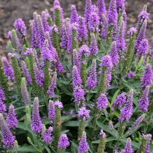 Veronica Magic Show Purple #1