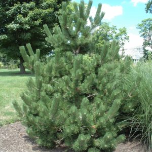 Pine Austrian Oregon Green #7