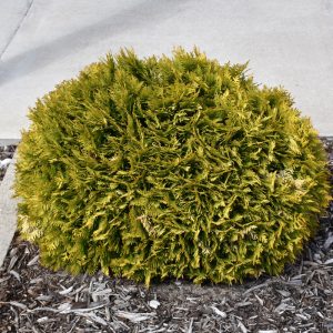 Arborvitae Anna's Magic Ball #3