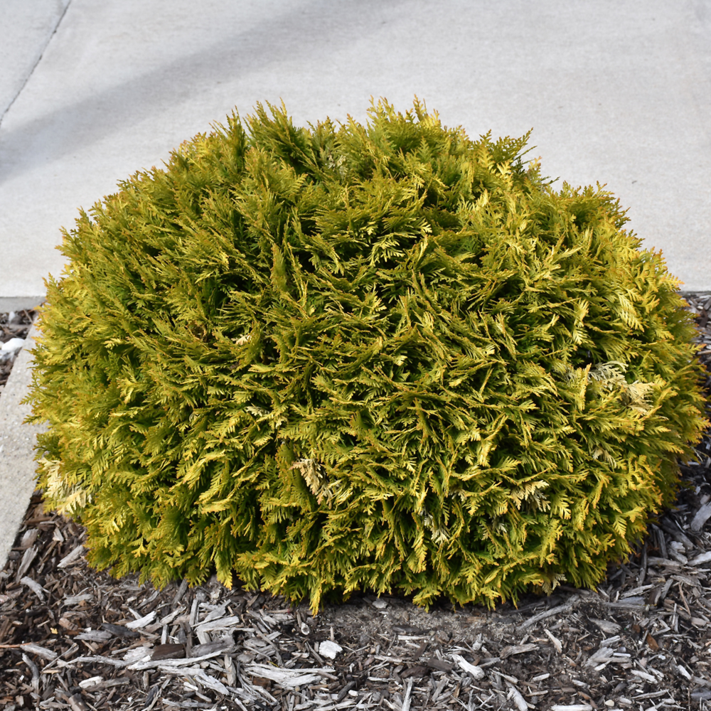 Arborvitae Anna's Magic Ball #3