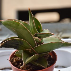 Sansevieria Samurai (X-Small)