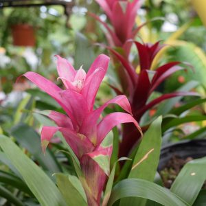 Bromeliad Guzmania (Small)
