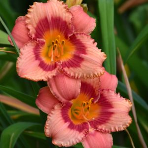 Daylily Strawberry Candy #1