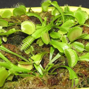 Venus Fly Trap (X-Small)