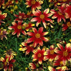 Coreopsis Route 66 #1