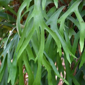 Fern Staghorn (Small)