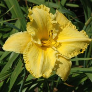 Daylily Erin Lea #1