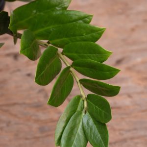 ZZ Plant (Small)