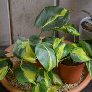 Philodendron Brazil (SSWmall)