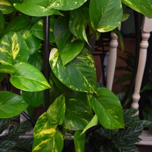 Pothos Golden (Medium)