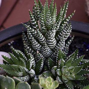 Cactus Haworthia (Small)