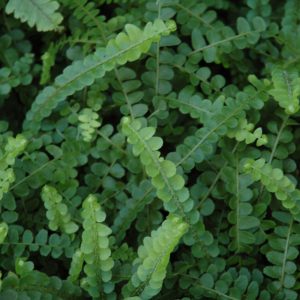 Fern Lemon Button (Small)