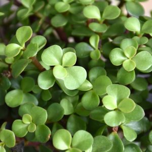 Portulacaria Afra (Small)