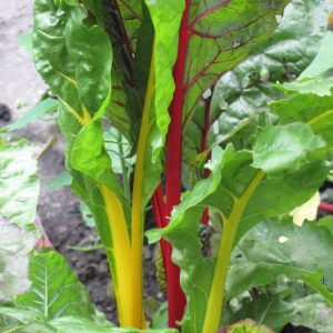 Swiss Chard Bright Lights 3.25"