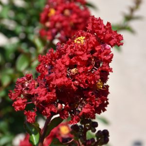 Crape Myrtle Enduring Red #3