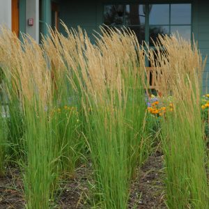 Grass Karl Foerster Reed #1